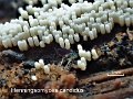 Henningsomyces candidus-amf50